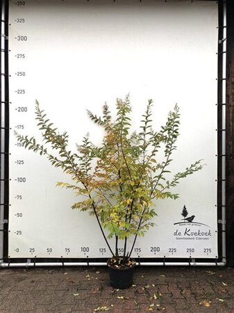 Lagerstroemia 'Natchez' 175-200 cm container meerstammig paraplu