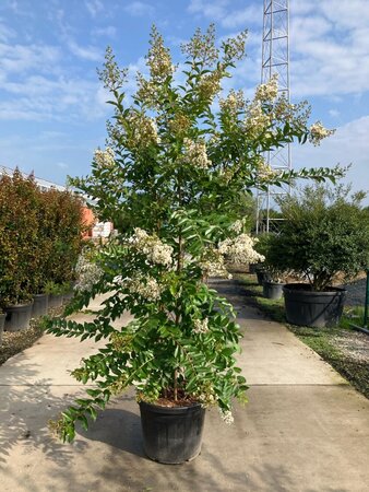 Lagerstroemia 'Natchez' 200-225 cm cont. 70L meerstammig - afbeelding 2