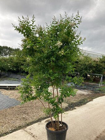 Lagerstroemia 'Natchez' WIT 200-225 cm cont. 70L meerstammig
