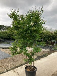 Lagerstroemia 'Natchez' WIT 200-225 cm cont. 70L meerstammig