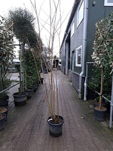 Lagerstroemia 'Natchez' 200-250 cm cont. 30L meerstammig