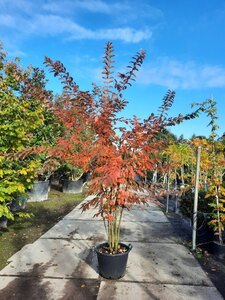 Lagerstroemia 'Natchez' WIT 200-250 cm container multi-stem - image 6