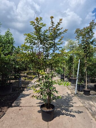 Lagerstroemia 'Natchez' WIT 200-250 cm container multi-stem - image 5