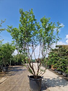Lagerstroemia 'Natchez' WIT 250-300 cm container meerstammig