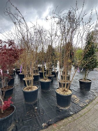 Lagerstroemia 'Natchez' 250-300 cm container multi-stem - image 1