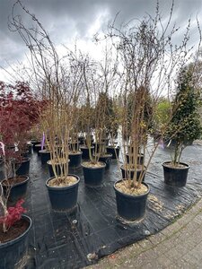 Lagerstroemia 'Natchez' 250-300 cm container multi-stem