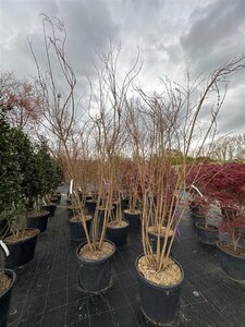 Lagerstroemia 'Natchez' 250-300 cm container multi-stem - image 2