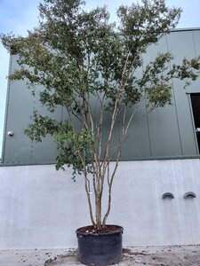 Lagerstroemia 'Natchez' 600-700 cm cont. 500L multi-stem extra