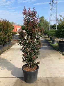 Lagerstroemia Rhapsody in Pink 150-175 cm cont. 70L meerstammig