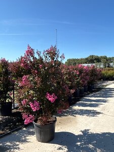 Lagerstroemia Rhapsody in Pink 150-175 cm cont. 70L meerstammig
