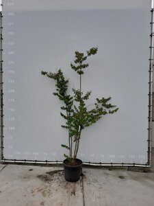 Lagerstroemia 'Sara's Favorite' 225-250 cm draadkluit meerstammig