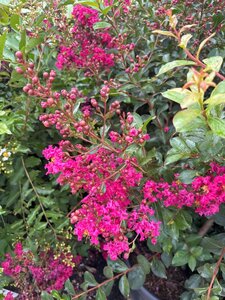 Lagerstroemia 'Tonto' 200-225 cm cont. 90L meerstammig