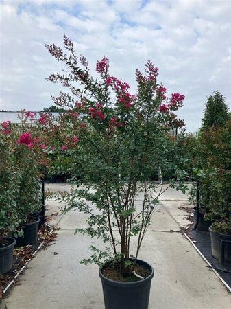 Lagerstroemia 'Tonto' 200-225 cm cont. 90L meerstammig - afbeelding 1