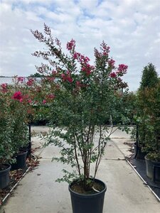 Lagerstroemia 'Tonto' 200-225 cm cont. 90L meerstammig