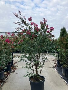 Lagerstroemia 'Tonto' 200-225 cm cont. 90L meerstammig