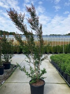 Lagerstroemia 'Tuscarora' 200-225 cm cont. 70L meerstammig