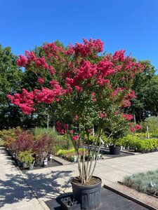 Lagerstroemia 'Tuscarora' 300-350 cm container meerstammig