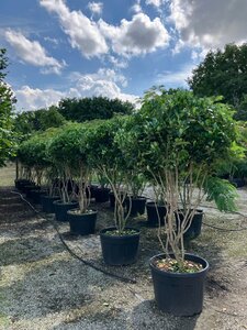 Ligustrum j. 'Texanum' 225-250 cm cont. 150L meerstammig paraplu