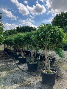 Ligustrum j. 'Texanum' 225-250 cm cont. 150L meerstammig paraplu
