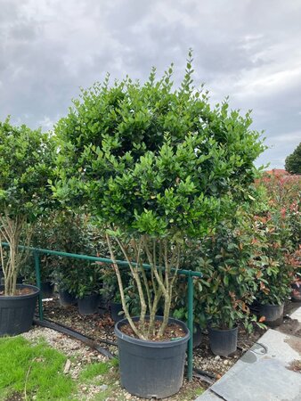 Ligustrum j. 'Texanum' 225-250 cm cont. 150L multi-stem paraplu - image 1