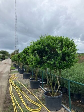 Ligustrum j. 'Texanum' 225-250 cm cont. 150L multi-stem paraplu - image 2