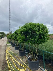 Ligustrum j. 'Texanum' 225-250 cm cont. 150L multi-stem paraplu - image 2
