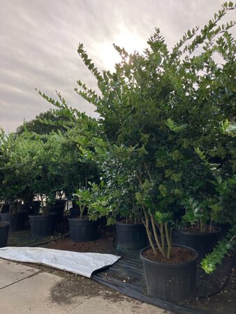 Ligustrum j. 'Texanum' 225-250 cm cont. 150L meerstammig - afbeelding 2