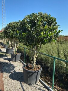 Ligustrum j. 'Texanum' 225-250 cm cont. 150L multi-stem