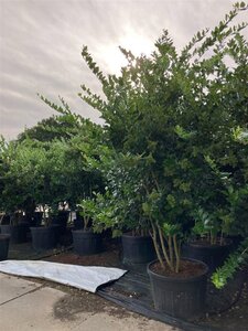Ligustrum j. 'Texanum' 225-250 cm cont. 150L multi-stem - image 2