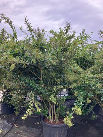 Ligustrum j. 'Texanum' 225-250 cm cont. 150L multi-stem