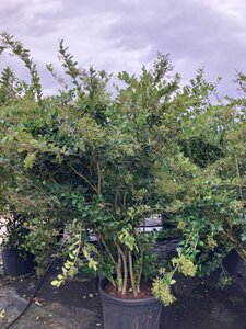 Ligustrum j. 'Texanum' 225-250 cm cont. 150L multi-stem