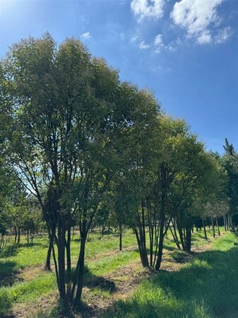 Ligustrum lucidum 500-550 cm draadkluit meerstammig