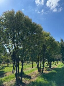 Ligustrum lucidum 500-550 cm WRB multi-stem