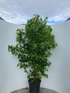 Liquidambar styraciflua 175-200 cm cont. 45L meerstammig