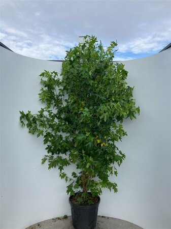 Liquidambar styraciflua 175-200 cm cont. 45L meerstammig - afbeelding 2