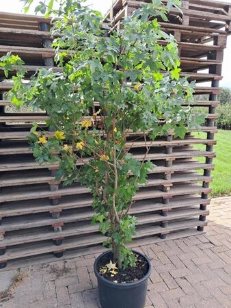 Liquidambar styraciflua 175-200 cm container meerstammig paraplu