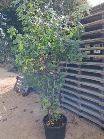 Liquidambar styraciflua 175-200 cm container meerstammig paraplu