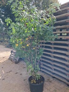 Liquidambar styraciflua 175-200 cm container meerstammig paraplu