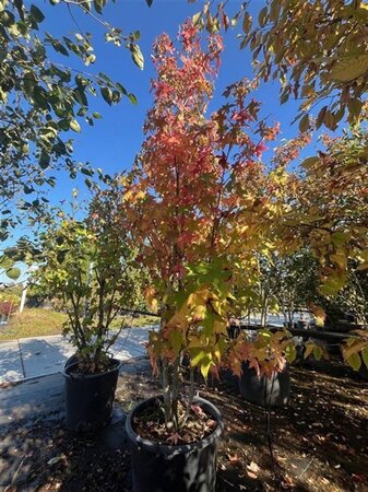 Liquidambar styraciflua 200-250 cm cont. 70L meerstammig