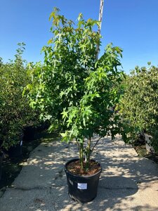 Liquidambar styraciflua 200-250 cm cont. 95L meerstammig