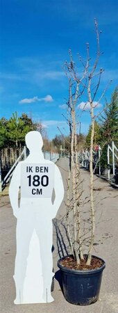 Liquidambar styraciflua 200-250 cm container meerstammig - afbeelding 1