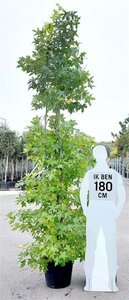 Liquidambar styraciflua 200-250 cm container meerstammig - afbeelding 2