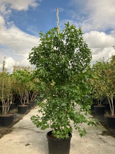 Liquidambar styraciflua 250-300 cm cont. 90L meerstammig