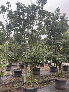 Liquidambar styraciflua 350-400 cm cont. 110L meerstammig