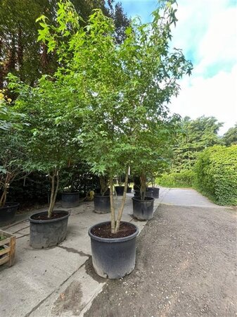 Liquidambar styraciflua 400-500 cm container multi-stem