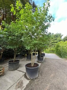 Liquidambar styraciflua 400-500 cm container multi-stem