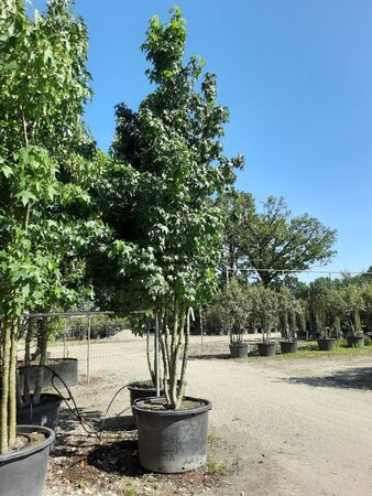 Liquidambar styraciflua 400-500 cm WRB multi-stem