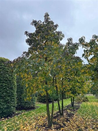 Liquidambar styraciflua 500-600 cm draadkluit meerstammig - afbeelding 3