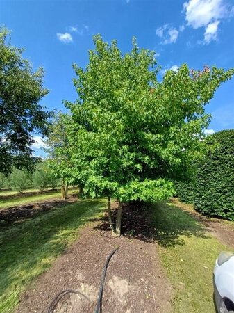 Liquidambar styraciflua 500-600 cm WRB multi-stem - image 1
