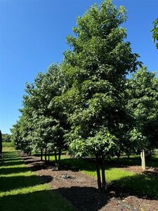 Liquidambar styraciflua 500-600 cm WRB multi-stem - image 2